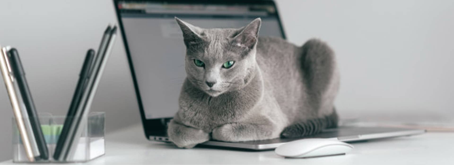 A picture of a cat sitting on a computer 
