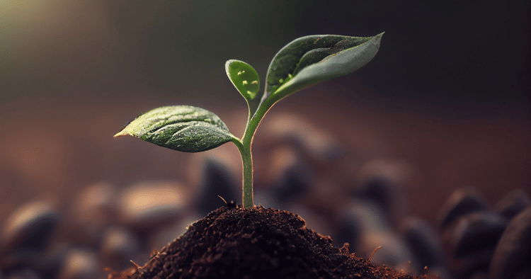 An illustration of a young plant symbolizing the recruitment strategy for startups.